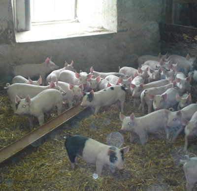 Sprättgrisar och ekohöns